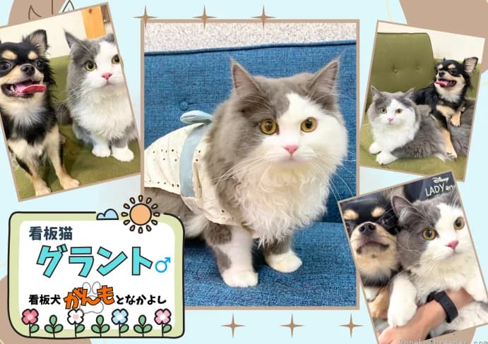 パピーヴィレッジ シラコバト - 施設サムネイル4