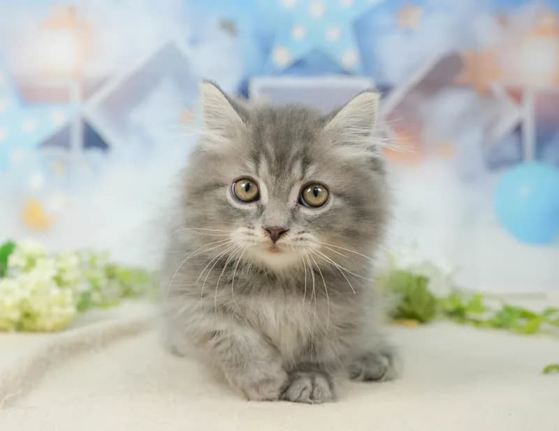 マンチカンの子猫 オス ブルータビー