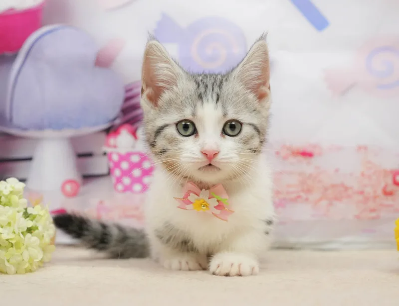 マンチカンの子猫 オス シルバータビー＆ホワイト