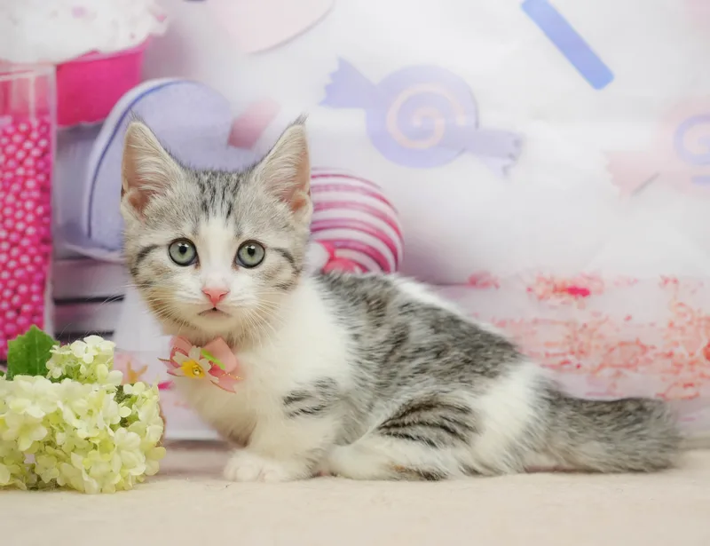 マンチカンの子猫 オス シルバータビー＆ホワイト - パピーヴィレッジ コノハズク - サムネイル2