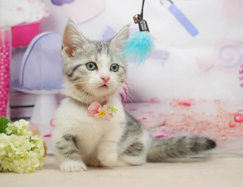 マンチカンの子猫 オス シルバータビー＆ホワイト - パピーヴィレッジ コノハズク - サムネイル3