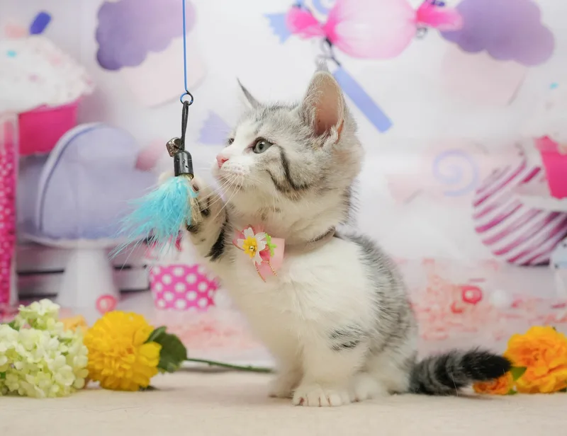 マンチカンの子猫 オス シルバータビー＆ホワイト - パピーヴィレッジ コノハズク - サムネイル4