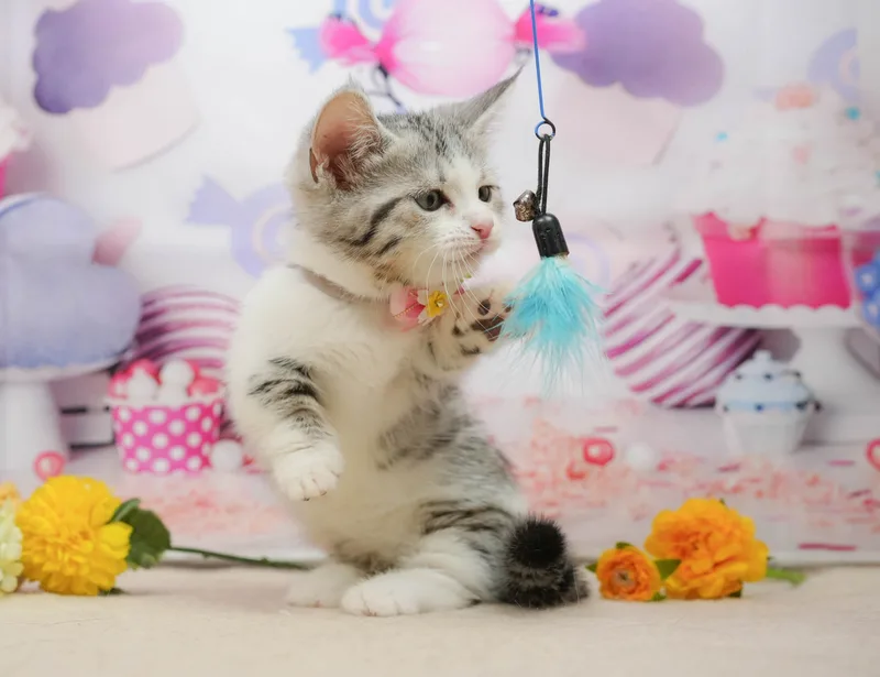 マンチカンの子猫 オス シルバータビー＆ホワイト - パピーヴィレッジ コノハズク - サムネイル5