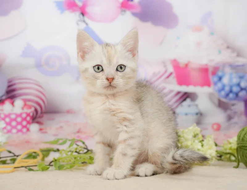 マンチカンの子猫 メス シルバーパッチドタビー