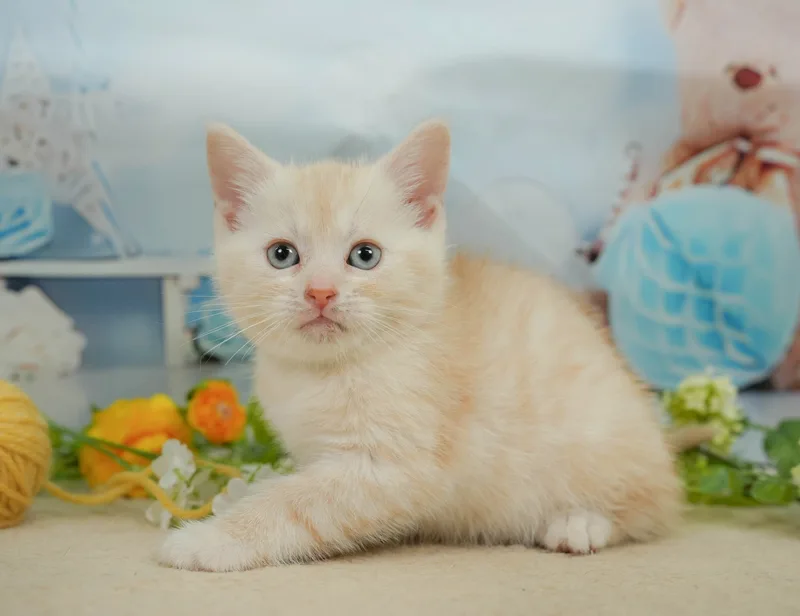 マンチカンの子猫 オス クリームタビー