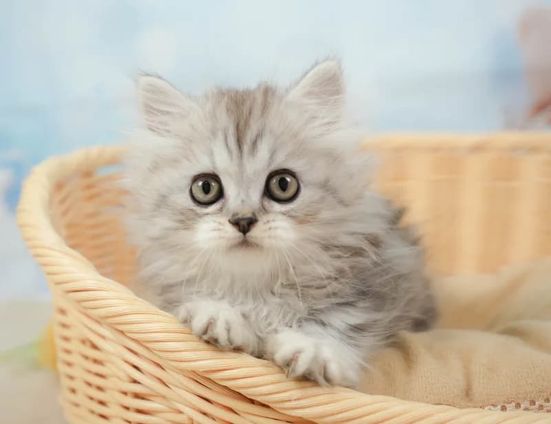 ミヌエットの子猫 オス シルバータビー