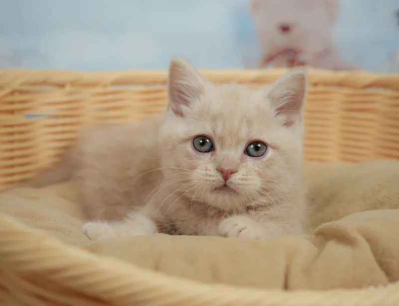 マンチカンの子猫 オス クリームタビー