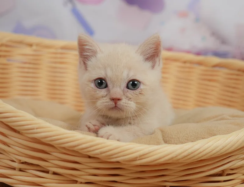 マンチカンの子猫 オス クリームタビー