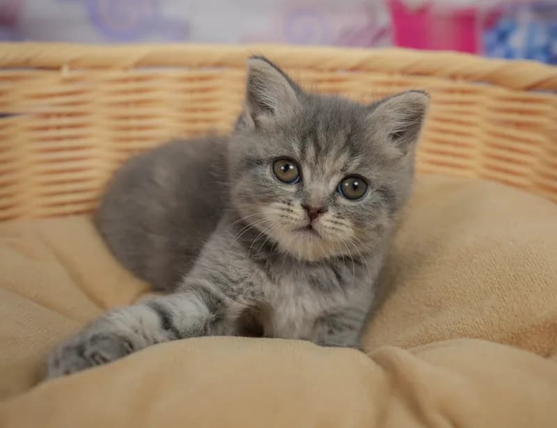 マンチカンの子猫 メス ブルーパッチドタビー