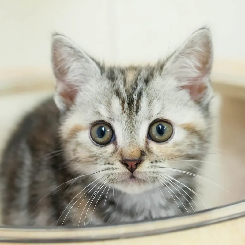 アメリカンショートヘアの子猫 メス シルバーパッチドタビー