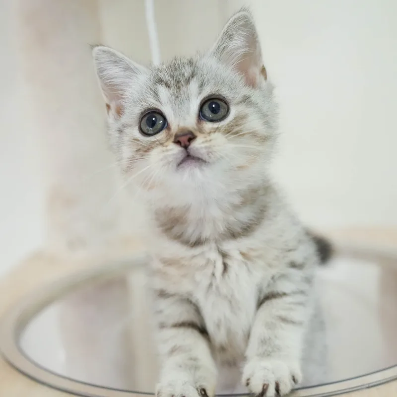 マンチカンの子猫 メス シルバーパッチドタビー