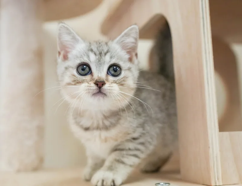 マンチカンの子猫 メス シルバーパッチドタビー - パピーヴィレッジ シラコバト - サムネイル2