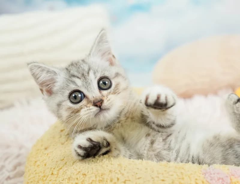 マンチカンの子猫 メス シルバーパッチドタビー - パピーヴィレッジ シラコバト - サムネイル3