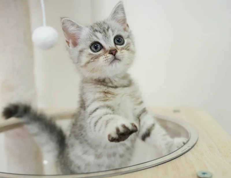 マンチカンの子猫 メス シルバーパッチドタビー - パピーヴィレッジ シラコバト - サムネイル4