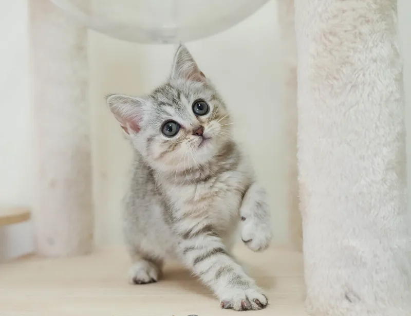 マンチカンの子猫 メス シルバーパッチドタビー - パピーヴィレッジ シラコバト - サムネイル5