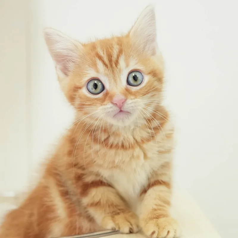 マンチカンの子猫 オス レッドタビー