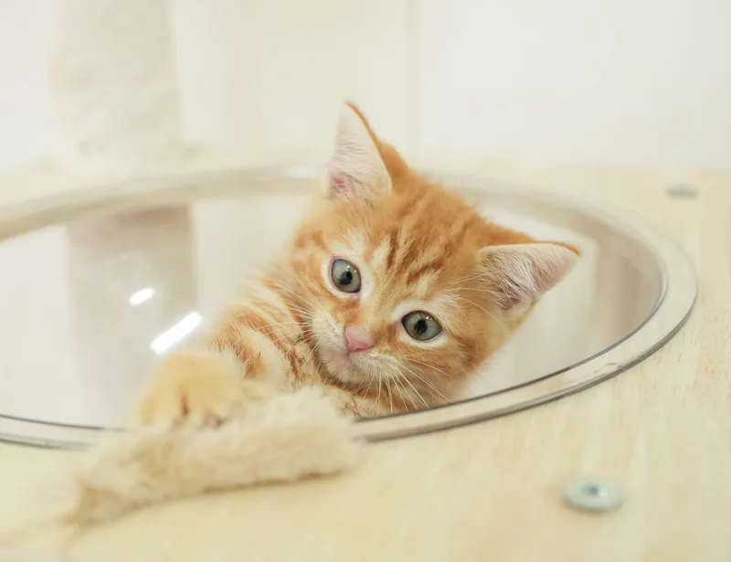 マンチカンの子猫 オス レッドタビー - パピーヴィレッジ シラコバト - サムネイル2