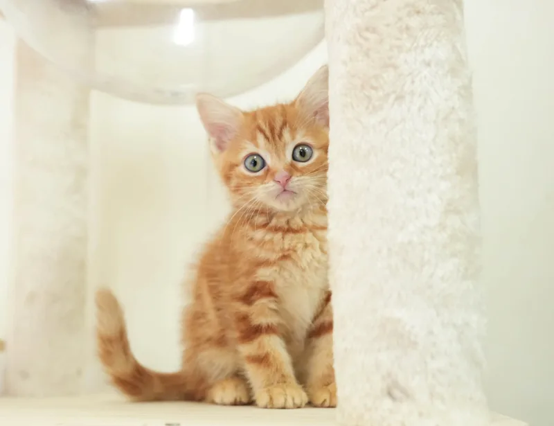 マンチカンの子猫 オス レッドタビー - パピーヴィレッジ シラコバト - サムネイル3