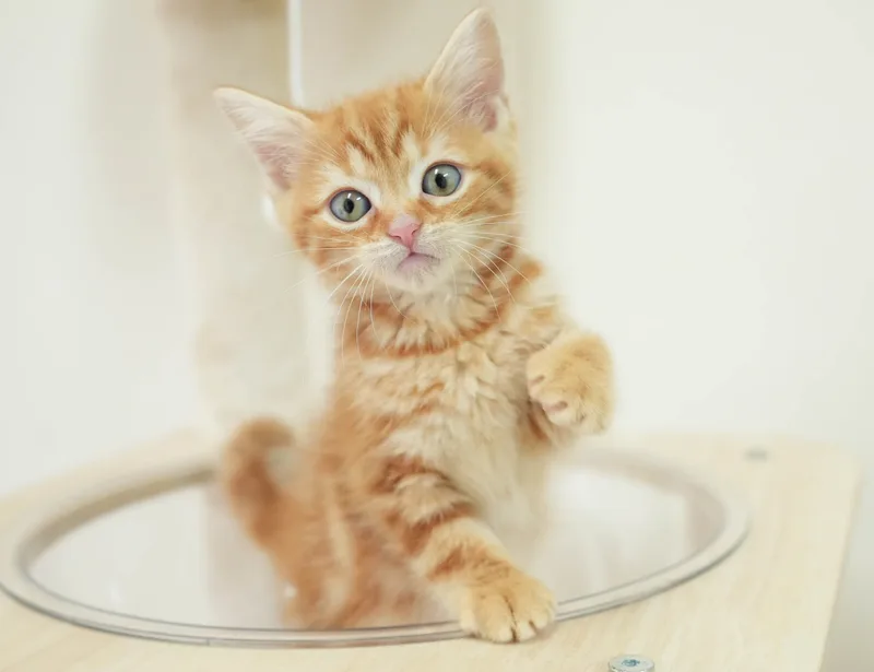 マンチカンの子猫 オス レッドタビー - パピーヴィレッジ シラコバト - サムネイル4