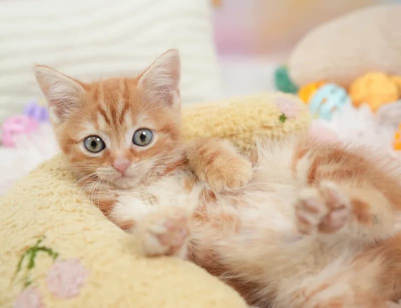 マンチカンの子猫 オス レッドタビー - パピーヴィレッジ シラコバト - サムネイル5
