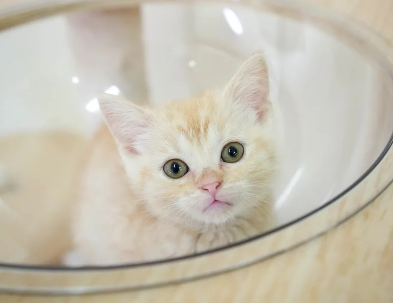 マンチカンの子猫 オス クリームタビー - パピーヴィレッジ シラコバト - サムネイル2