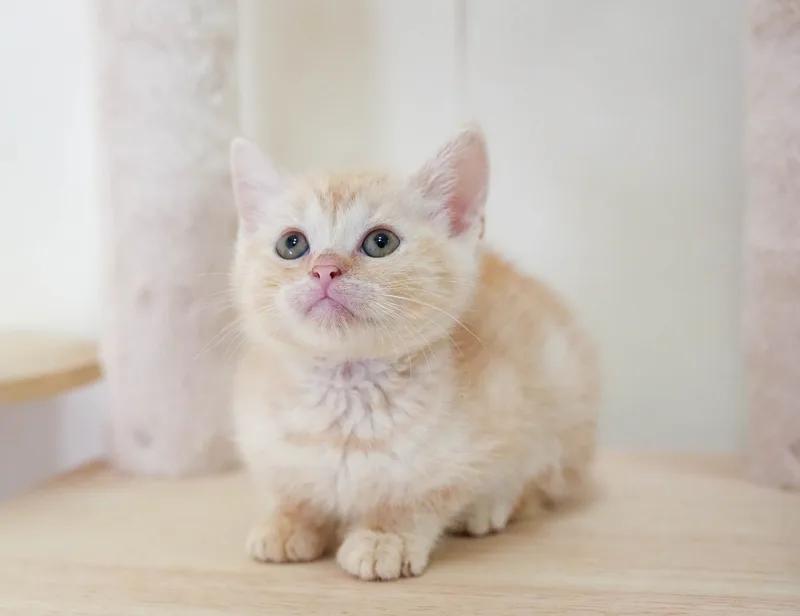 マンチカンの子猫 オス クリームタビー - パピーヴィレッジ シラコバト - サムネイル3