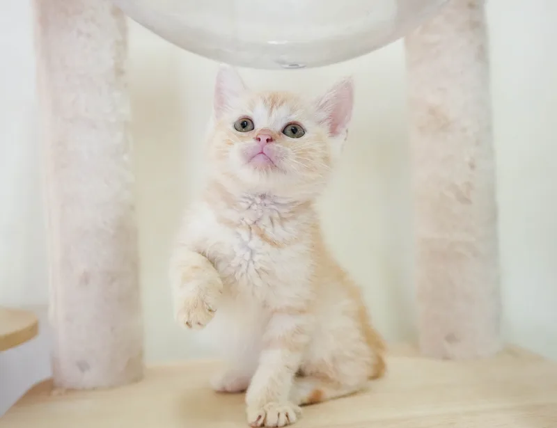 マンチカンの子猫 オス クリームタビー - パピーヴィレッジ シラコバト - サムネイル4
