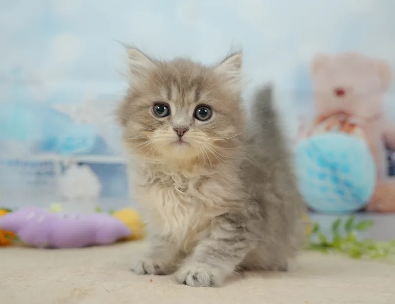 サイベリアンの子猫 メス ブルータビー