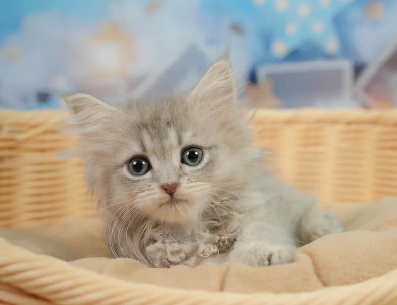 サイベリアンの子猫 メス ブルータビー - コスモスファーム - 写真1
