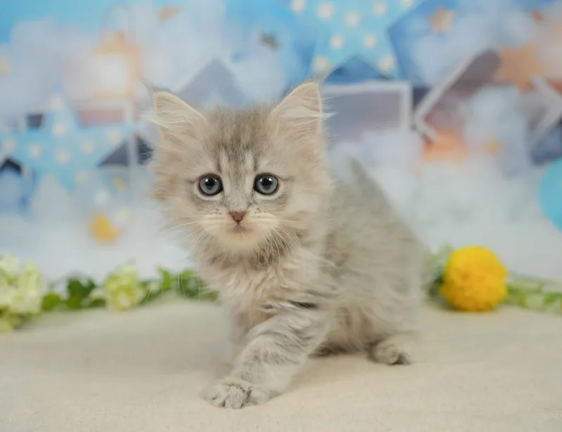 サイベリアンの子猫 メス ブルータビー - コスモスファーム - サムネイル2