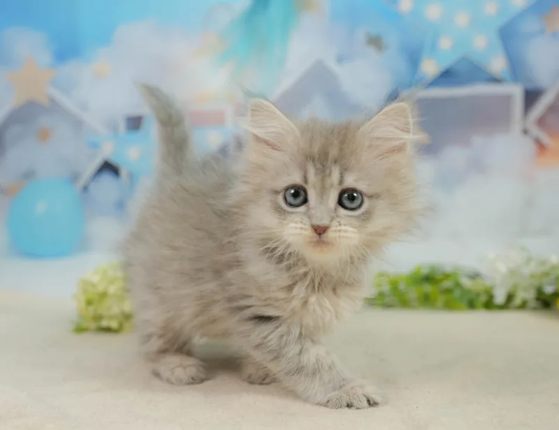 サイベリアンの子猫 メス ブルータビー - コスモスファーム - サムネイル3