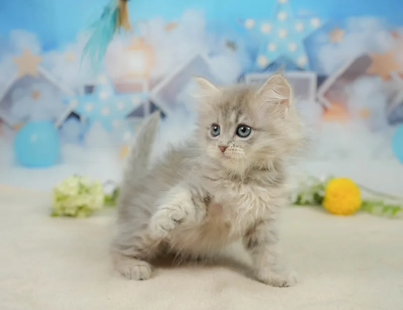 サイベリアンの子猫 メス ブルータビー - コスモスファーム - サムネイル4