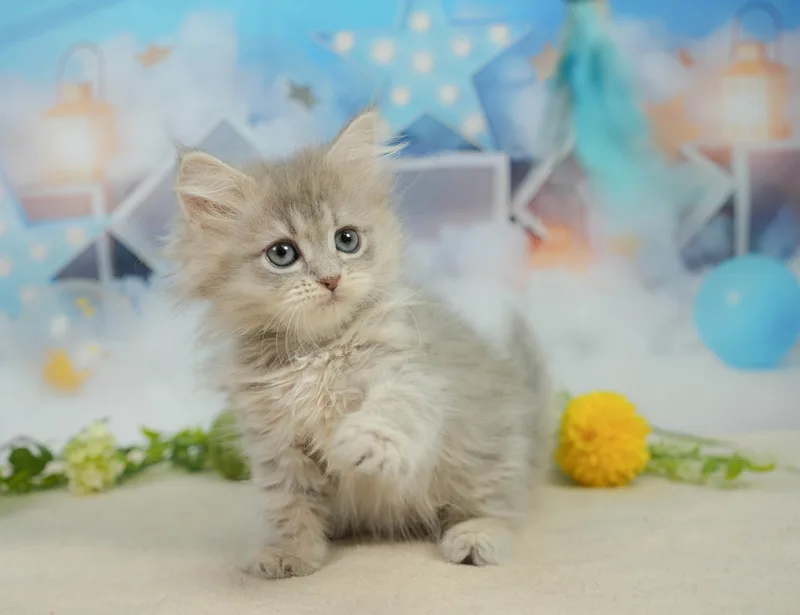 サイベリアンの子猫 メス ブルータビー - コスモスファーム - サムネイル5