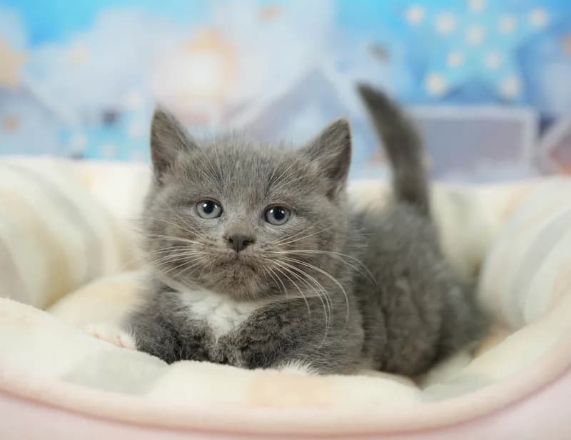 マンチカンの子猫 オス ブルー＆ホワイト