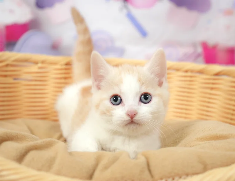 マンチカンの子猫 オス レッドタビー＆ホワイト