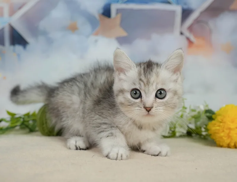 ミヌエットの子猫 メス シルバーパッチドタビー