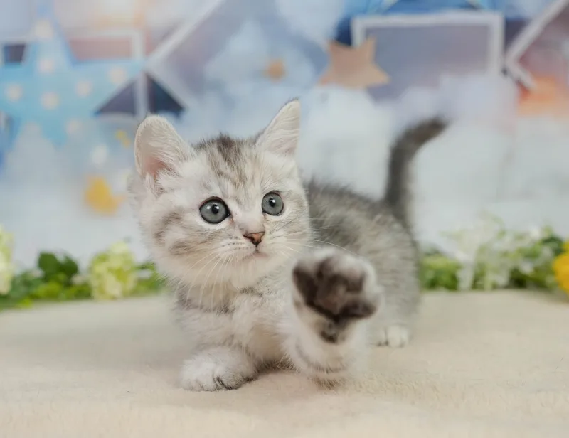 ミヌエットの子猫 メス シルバーパッチドタビー - コスモスファーム - サムネイル2