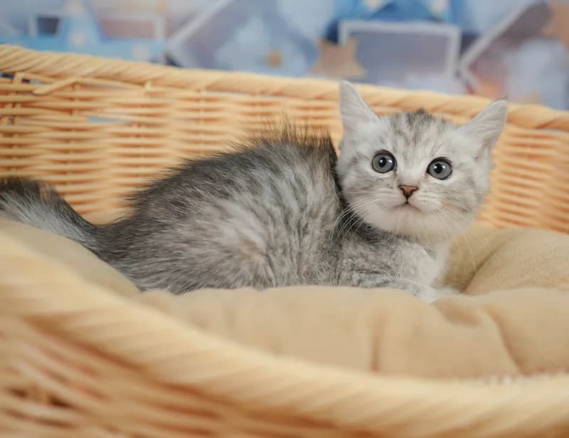ミヌエットの子猫 メス シルバーパッチドタビー - コスモスファーム - サムネイル3