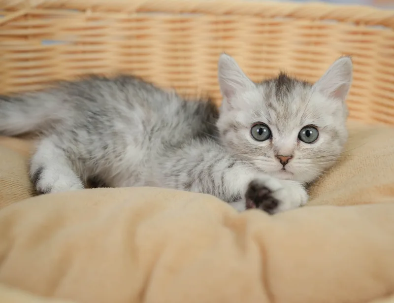 ミヌエットの子猫 メス シルバーパッチドタビー - コスモスファーム - サムネイル4