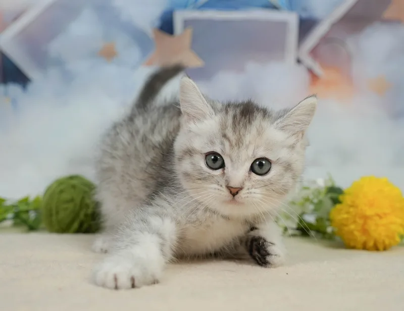ミヌエットの子猫 メス シルバーパッチドタビー - コスモスファーム - サムネイル5