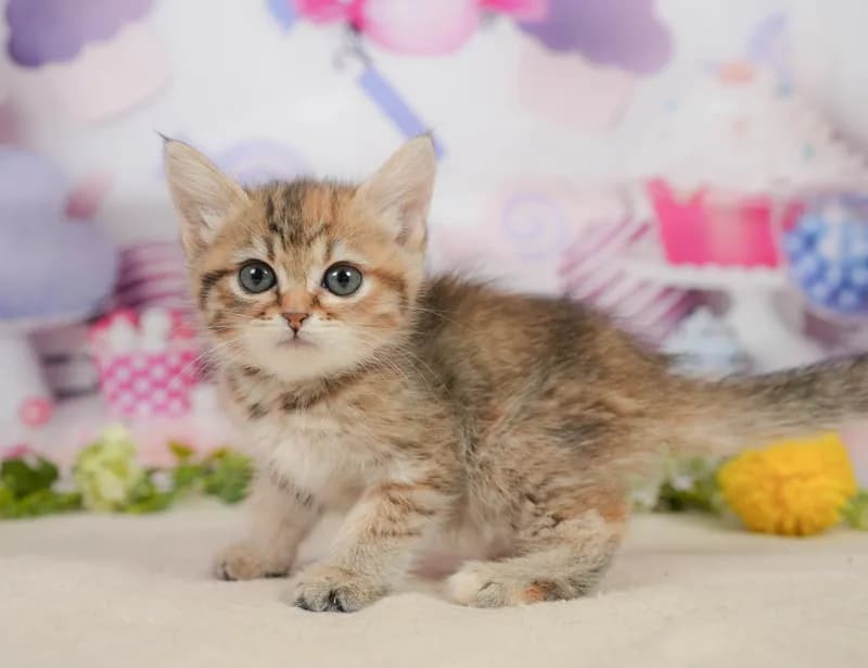 ミヌエットの子猫 メス ブラウンパッチドタビー - コスモスファーム - サムネイル2
