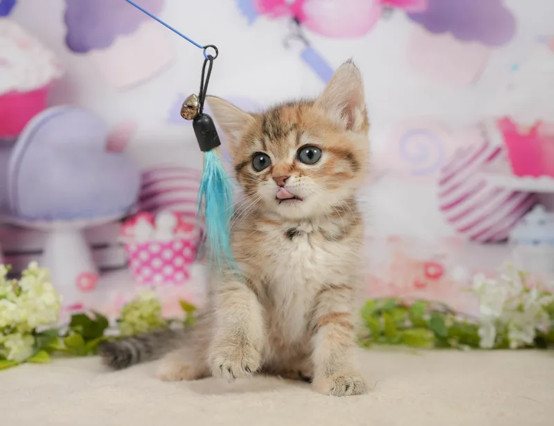 ミヌエットの子猫 メス ブラウンパッチドタビー - コスモスファーム - サムネイル3
