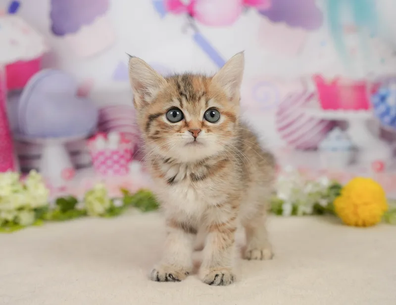 ミヌエットの子猫 メス ブラウンパッチドタビー - コスモスファーム - サムネイル4