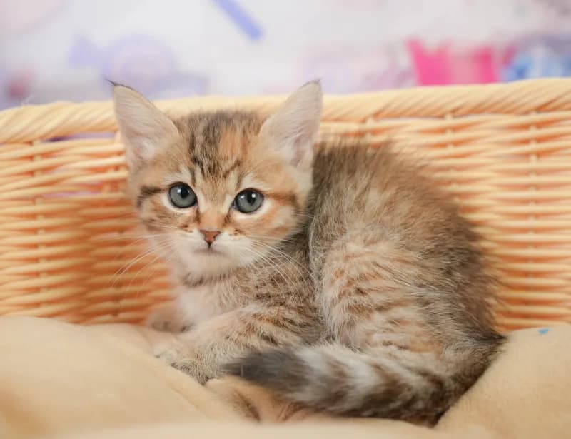 ミヌエットの子猫 メス ブラウンパッチドタビー - コスモスファーム - サムネイル5