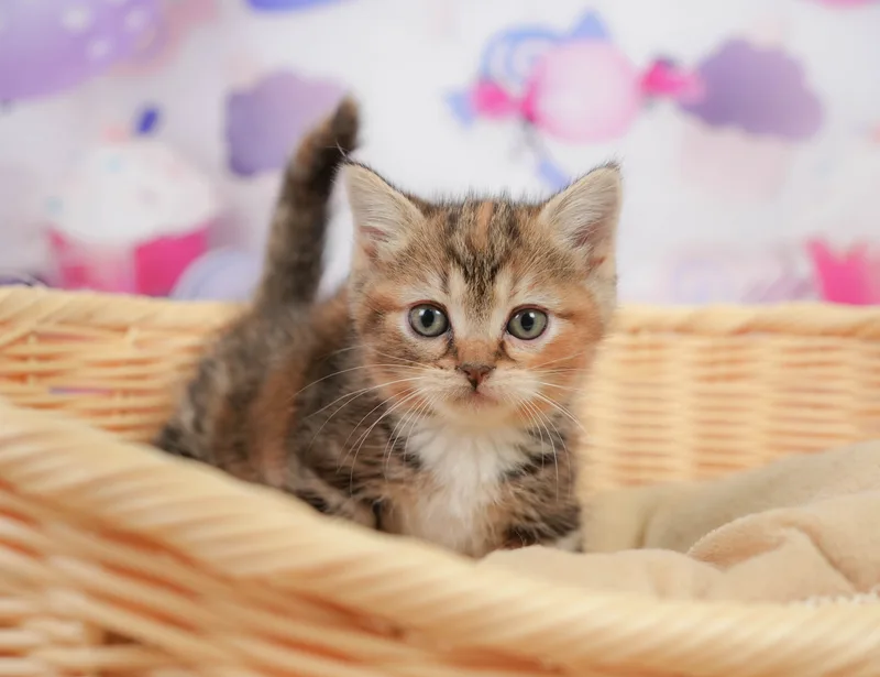 マンチカンの子猫 メス ブラウンパッチドタビー＆ホワイト - コスモスファーム - サムネイル2