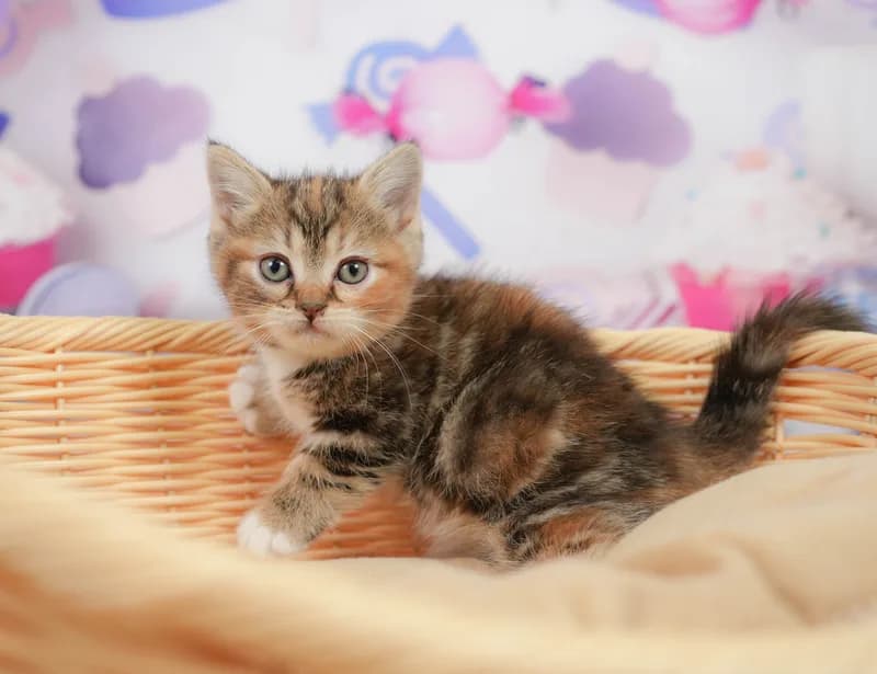 マンチカンの子猫 メス ブラウンパッチドタビー＆ホワイト - コスモスファーム - サムネイル3