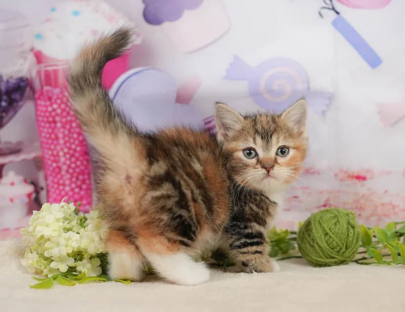 マンチカンの子猫 メス ブラウンパッチドタビー＆ホワイト - コスモスファーム - サムネイル4