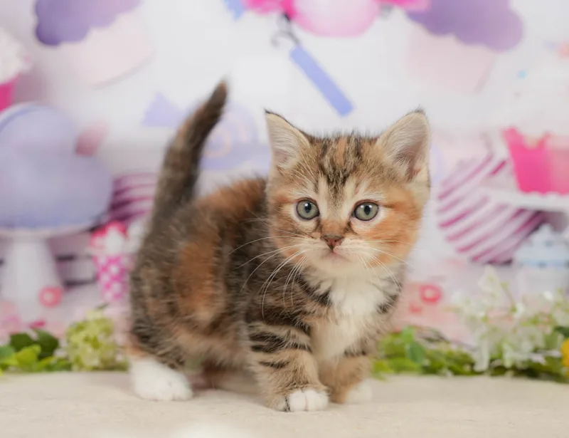 マンチカンの子猫 メス ブラウンパッチドタビー＆ホワイト - コスモスファーム - サムネイル5