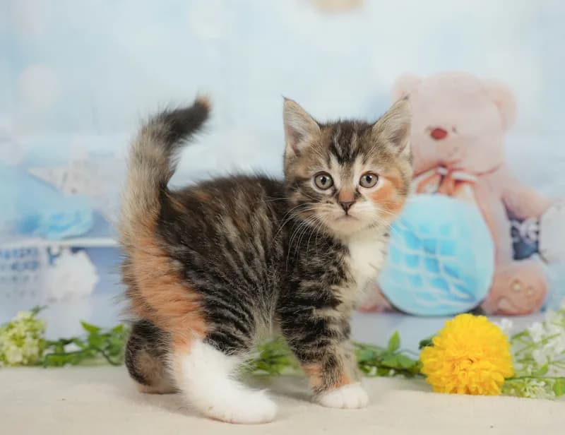 マンチカンの子猫 メス ブラウンパッチドタビー＆ホワイト