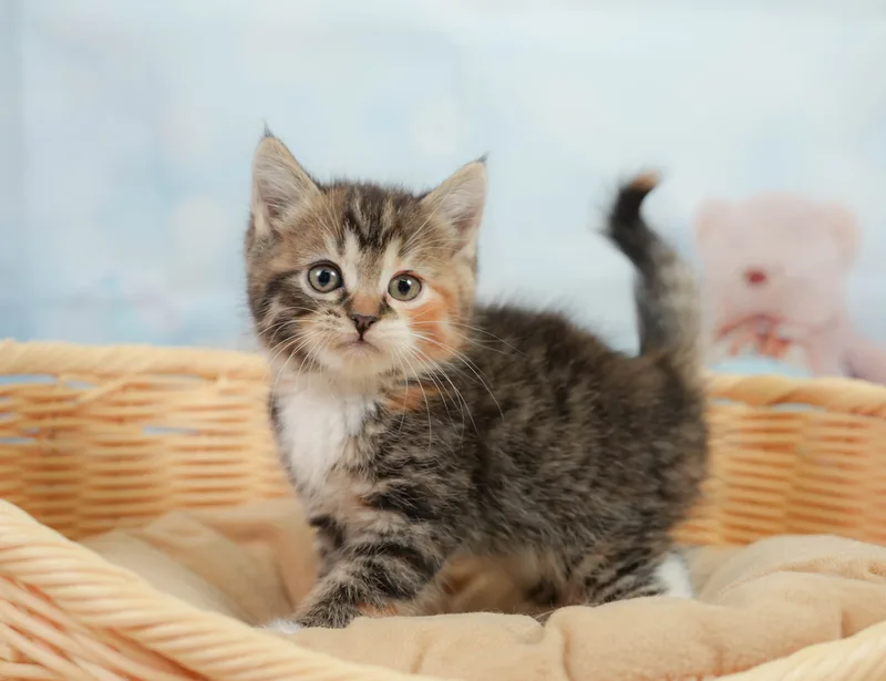 マンチカンの子猫 メス ブラウンパッチドタビー＆ホワイト - コスモスファーム - サムネイル2